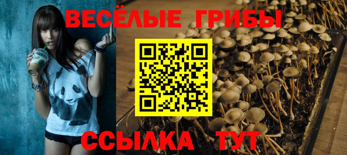 Псилоцибиновые грибы Psilocybe  Вход с VPN  Менделеевск  купить   Псилоцибиновые грибы GOLDEN TEACHER 